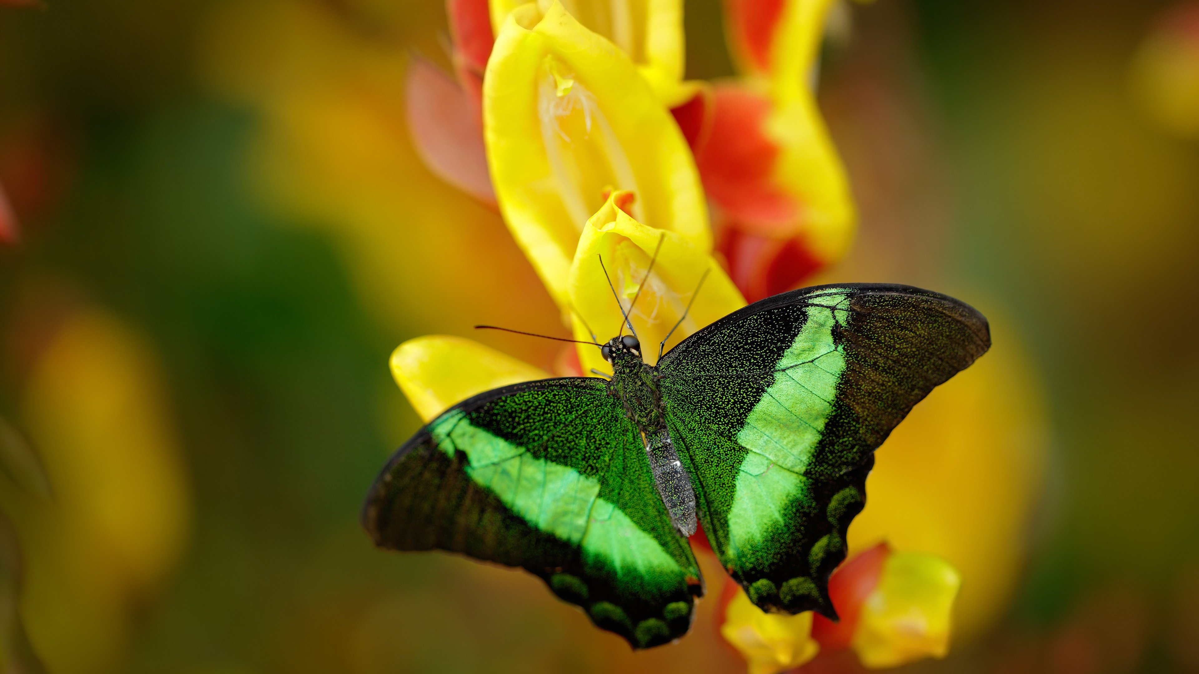 九游网游官网-NBA开启“全球青年篮球挑战赛”，吸引数百队报名，篮球青少年锦标赛