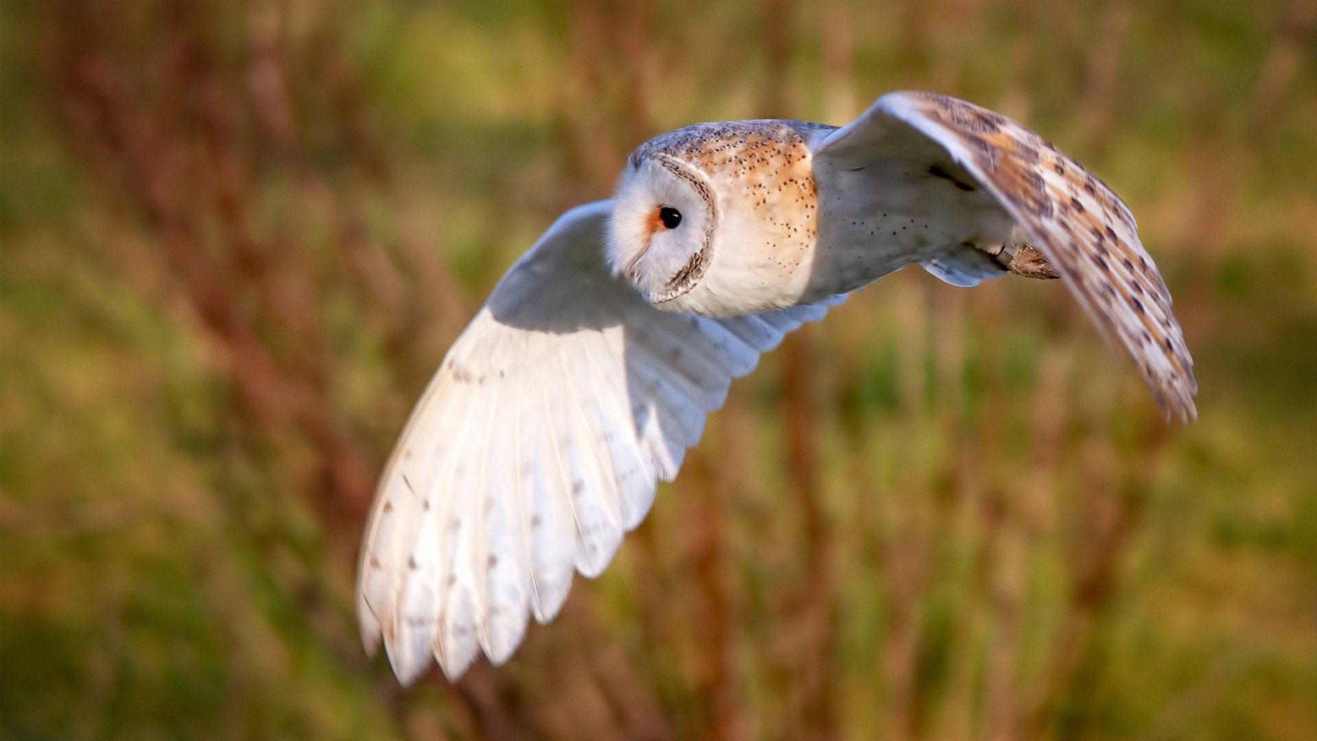 九游手机游戏-_马拉松纪录挑战：突破自我极限_，马拉松新纪录