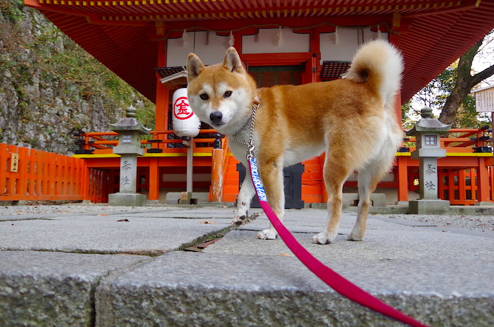 九游下载官网-中场休息的精彩：明星球员的休闲娱乐瞬间，球员中场休息都在干嘛