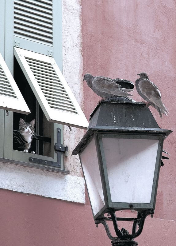 九游下载官网-克罗地亚队在巴黎奥运会手球比赛中多次通过快速反击得分，克罗地亚 奥运会