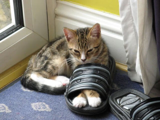 利物浦高压战术屡屡奏效，连续三场零封对手，利物浦战术打法